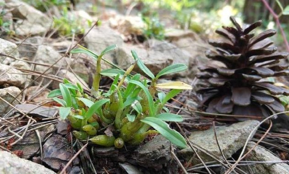 霍山太平畈：石斛优越种植环境！