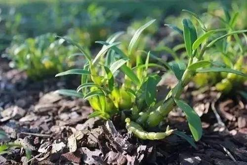 霍山石斛市场价多少钱一克  （它的稀缺与药用价值，价格飙升！)