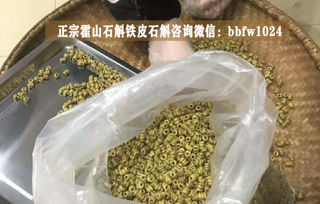 霍山铁皮石斛——千载珍稀草药，一斤价格竟如此之高！