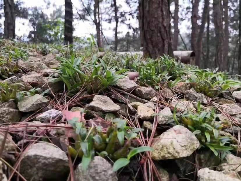 霍山石斛驯苗方法：掌握技巧，实现高效种植