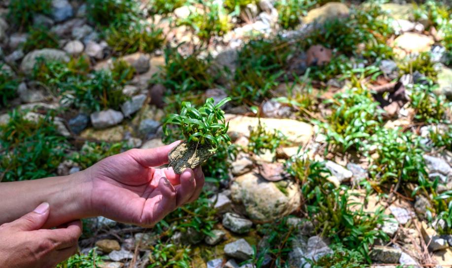 揭秘铁皮石斛产地：霍山，天然宝藏的发源地