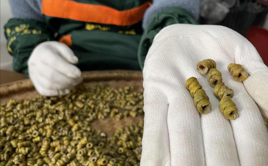 霍山铁皮石斛——天然养生瑰宝的功效、作用与食用方法详解