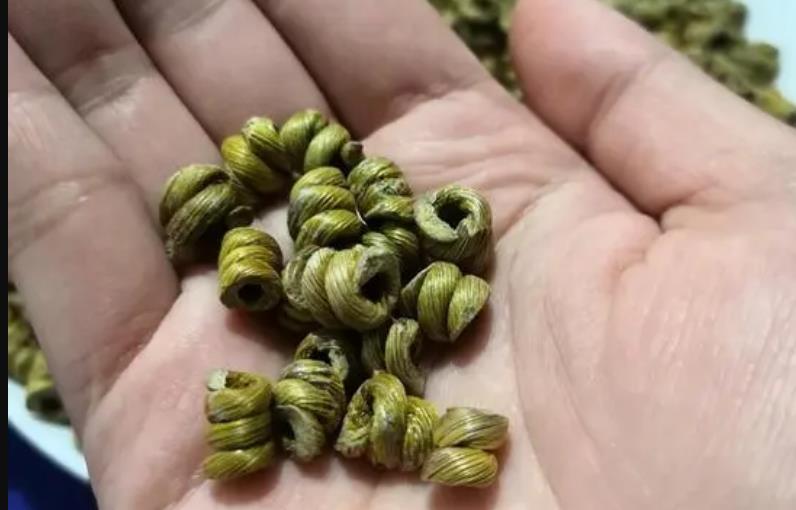 霍山铁皮石斛的种植技巧与生长环境分析