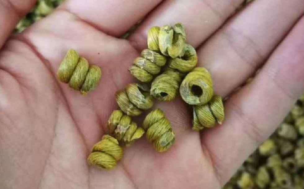 霍山铁皮石斛在中医养生中的重要作用